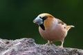 Beautiful male European songbird Hawfinch, Coccothraustes coccothraustes with a large beak in Estonian wild nature