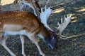 A male fallow reindeer grazing Royalty Free Stock Photo