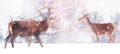 Beautiful male and female deer in the snowy white forest. Noble deer Cervus elaphus. Artistic Christmas winter image. Winter wo Royalty Free Stock Photo