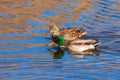 Beautiful male and female mallards (Anas platyrhynchos) swimming in a calm lake Royalty Free Stock Photo