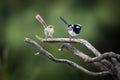 Beautiful male and female superb fairy wrens