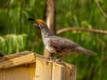 Gambel`s Quail in Arizona Backyard