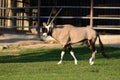 Male Gemsbok Oryx gazella gazella