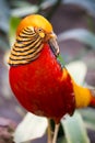 Beautiful Male Golden Pheasant Bird Royalty Free Stock Photo