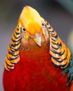 Beautiful Male Golden Pheasant Bird