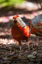 Beautiful male golden pheasant portrait Royalty Free Stock Photo