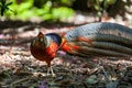 Beautiful male golden pheasant portrait Royalty Free Stock Photo