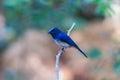 Beautiful male Hainan Blue Flycatcher Cyornis concreta on branch Royalty Free Stock Photo