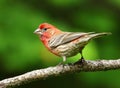 Beautiful Male House Finch Royalty Free Stock Photo