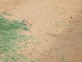 A beautiful male House Sparrow - Passeridae