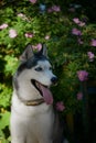 Beautiful male husky in the bushes of flowering spring rosehip Royalty Free Stock Photo