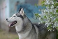 Beautiful male husky in the bushes of flowering spring white