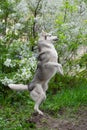 Beautiful male husky dog breed stands on rear lapotna amid flowers