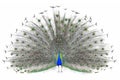 Beautiful Male Indian Peacock displaying tail feathers Isolated On White Background,front view Royalty Free Stock Photo