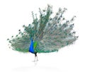 Beautiful Male Indian Peacock displaying tail feathers Isolated On White Background,Side view