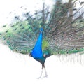 Beautiful Male Indian Peacock displaying tail feathers Isolated On White Background, Side view