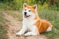 Beautiful male Japanese dog Akita inu