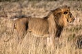 Beautiful male lion at etosha national park Royalty Free Stock Photo