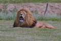 Beautiful male lion lets out a loud roar and shows his teeth Royalty Free Stock Photo