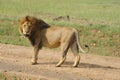 male lion