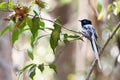 Beautiful Madagascar Paradise Flycatcher male