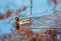 Beautiful male Mallard duck swimming in a pond reflecting Autumn colors Royalty Free Stock Photo