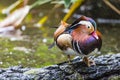 Beautiful male Mandarin Duck (Aix galericulata) Royalty Free Stock Photo