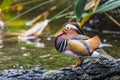 Beautiful male Mandarin Duck (Aix galericulata) Royalty Free Stock Photo