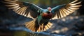 Beautiful male mandarin duck in flight with open wings in the wild Royalty Free Stock Photo