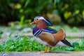 Beautiful male Mandarin Duck Royalty Free Stock Photo