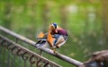 A beautiful male mandarin duck stands on a fence near the lake.