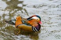 A beautiful male mandarin duck Royalty Free Stock Photo