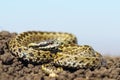 Beautiful male meadow adder