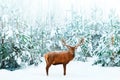 Beautiful male Noble Deer and Christmas tree in the snow in the winter forest. Winter natural background. Christmas image Royalty Free Stock Photo