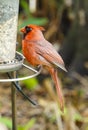 A beautiful male Northern Cardinal at a bird feeder Royalty Free Stock Photo
