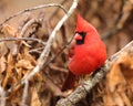 Beautiful Male Northern Cardinal, Cardinalis cardinalis Royalty Free Stock Photo