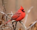 Beautiful Male Northern Cardinal, Cardinalis cardinalis Royalty Free Stock Photo