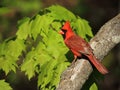 Beautiful male northern cardinal Royalty Free Stock Photo