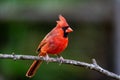 Beautiful male northern cardinal perched on a tree branch. Royalty Free Stock Photo