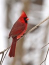 Beautiful male northern cardinal Royalty Free Stock Photo