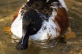 Male Northern shoveler Royalty Free Stock Photo