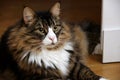 Beautiful Male Norwegian Forest Cat With Wide Eyes Royalty Free Stock Photo