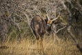 Beautiful male nyala antelope in Kruger National Park, South Africa Royalty Free Stock Photo