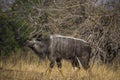 Beautiful male nyala antelope in Kruger National Park, South Africa Royalty Free Stock Photo