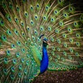 Beautiful male peacock dispalying colorful feathers