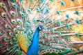 A beautiful male peacock with expanded feathers Royalty Free Stock Photo