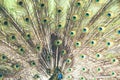 A beautiful male peacock with expanded feathers Royalty Free Stock Photo