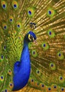 A beautiful male peacock with expanded feathers Royalty Free Stock Photo