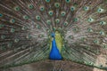 Beautiful male Peacock with expanded feathers Royalty Free Stock Photo