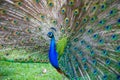 A beautiful male peacock with expanded feathers Royalty Free Stock Photo